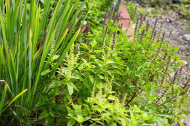 Kutsal fesleğen, tatlı fesleğen ve limon otu.
