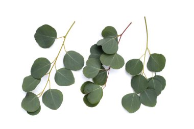 Green leaves of eucalyptus on white