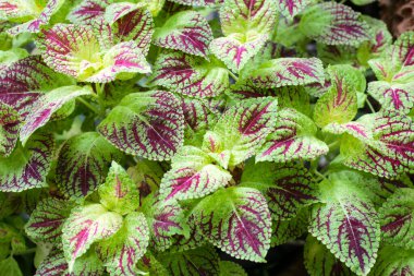 Bahçeye boyalı ısırgan otu.