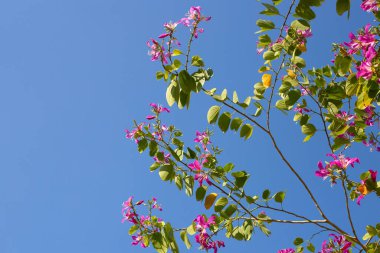Bauhinia purpurea tree with pink flower