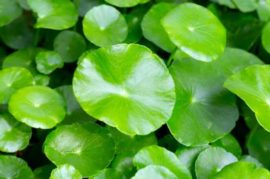 Centella asiatica (gotu kola). Taze yeşil yapraklı bitki arka planı.