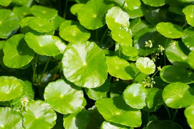 Centella asiatica (gotu kola). Taze yeşil yapraklı bitki arka planı.