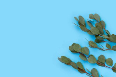 Mavi arkaplanda yeşil okaliptüs yaprakları.