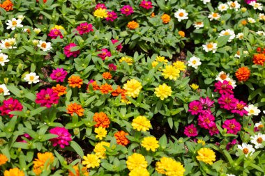 Bahçedeki zinnia çiçeği