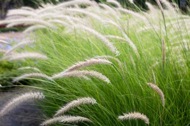 Çeşme otu veya pennisetum alopecuroides