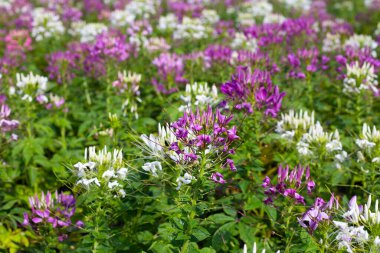 Parktaki Cleome Spinosa çiçeği