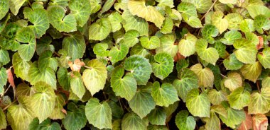 Begonia klorneura yaprakları bahçede.