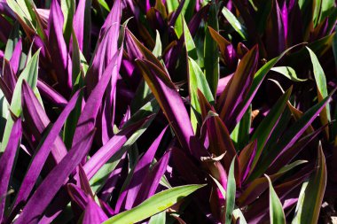 Tekne zambağı, İstiridye Zambağı, İstiridye Bitkisi, Beyaz Çiçekli Tradescantia