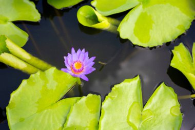 Güzel bir nilüfer. Yeşil yapraklı nilüfer çiçeği