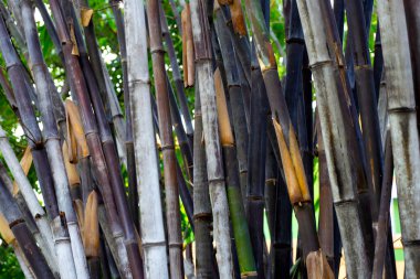 Bahçedeki taze yeşil bambu ağacı