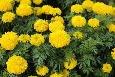 Güzel kadife çiçeği Çiçek bahçesinde