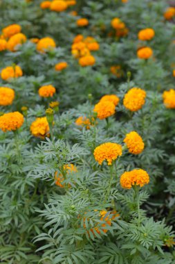 Güzel kadife çiçeği Çiçek bahçesinde