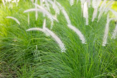 Fountain grass or pennisetum alopecuroides