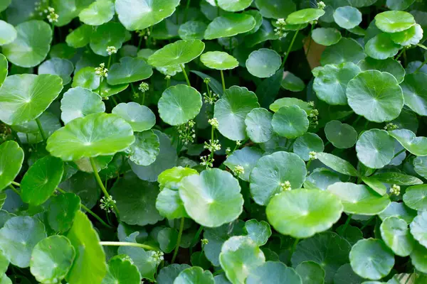 Centella Asiatica Gotu Kola Feuilles Vertes Fraîches Fond Herbe — Photo
