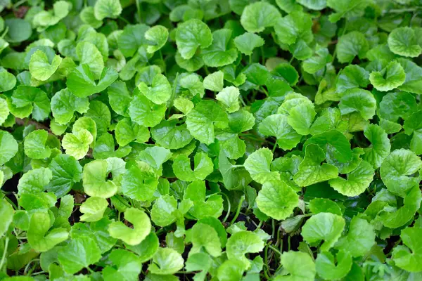 Rostlina Gotu Kola Rostoucí Zahradě — Stock fotografie