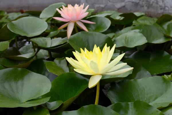 Schöne Seerose Lotusblüte Mit Grünen Blättern — Stockfoto