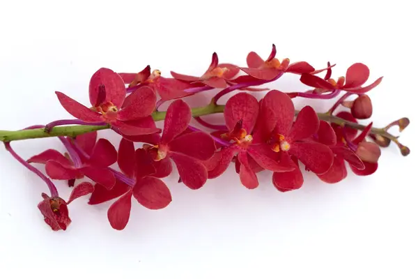 Orchidée Jaune Mokara Sur Fond Blanc — Photo