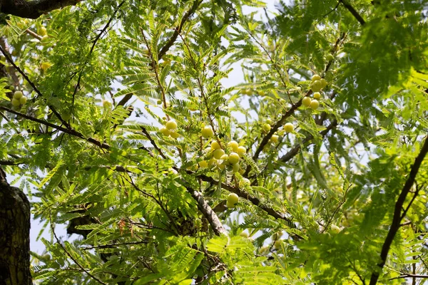 Meyveli Phyllanthus emblica ağacı (Hint Bektaşi üzümü, Amla)