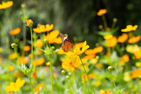 Motyl Pomarańczowym Kosmosem Siarkowym Lub Żółtym Kwiatem Kosmosu — Zdjęcie stockowe
