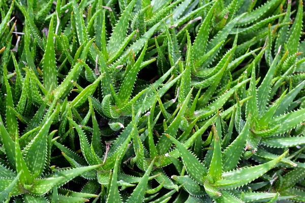 Aloe Vera Planta Folhas Verdes Frescas — Fotografia de Stock