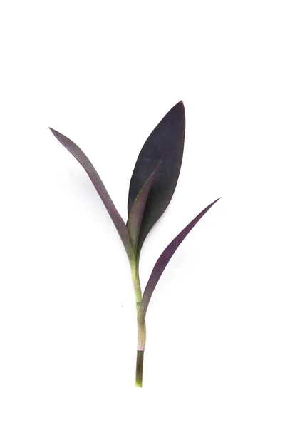 Corazón Púrpura Planta Tradescantia Pallida —  Fotos de Stock