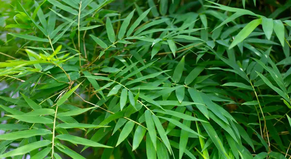 Feuilles Bambou Bambou Dans Jardin — Photo