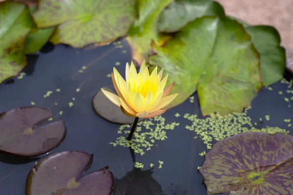 Beautiful Yellow Water Lily Lotus Flower Green Leaves — Stock Photo, Image