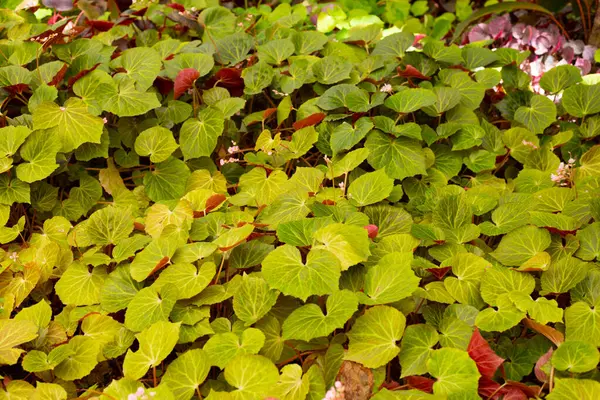 Begonia Plantas Jardim — Fotografia de Stock