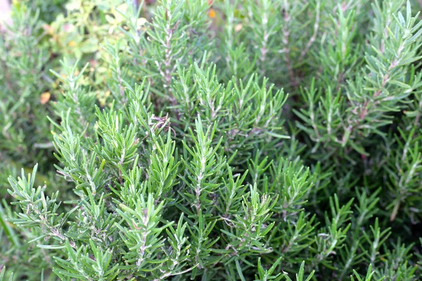Fresh Rosemary Herb Growing Garden — Stock Photo, Image