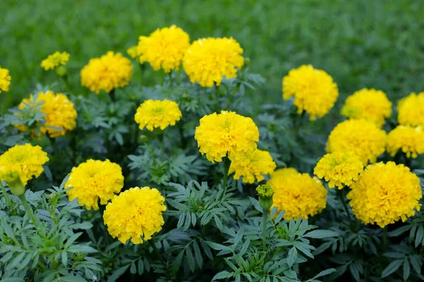 Marigold Piękny Kwiat Ogrodzie — Zdjęcie stockowe