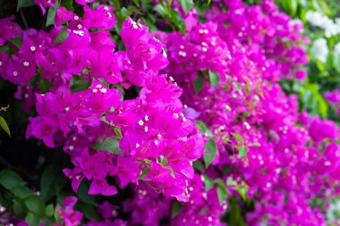 Beautiful bougainvillea flowers with green leaves