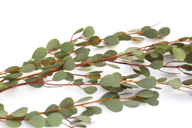 Beyaz arka planda okaliptüs yaprakları. Yeşil yaprak dalları.