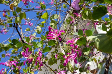 Bauhinia purpurea tree with pink flower