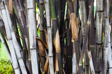 Bahçedeki taze yeşil bambu ağacı