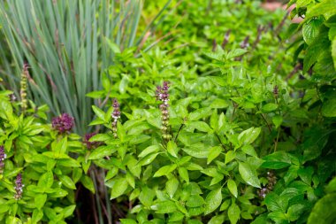 Bitki bahçesinde limon otlu tatlı fesleğen