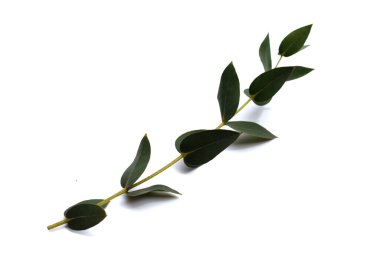 Green leaves of eucalyptus on white