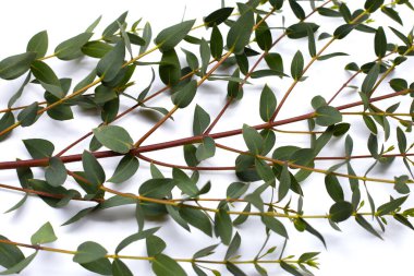 Beyaz üzerine yeşil okaliptüs yaprakları