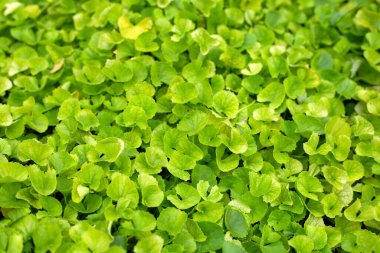 Gotu Kola bitkisi bahçede.