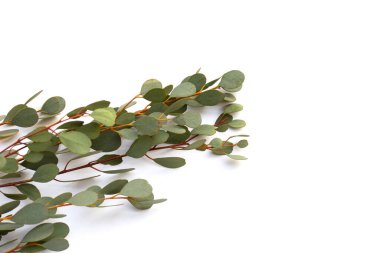 Beyaz arka planda okaliptüs yaprakları. Yeşil yaprak dalları.