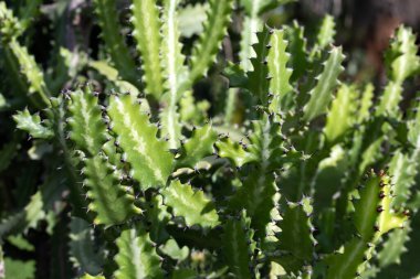 Bahçedeki Euphorbia lactea bitkisi