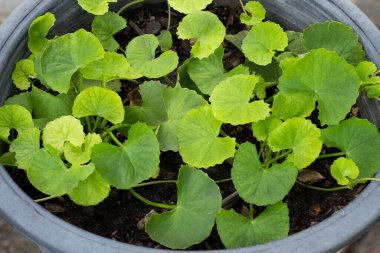 Gotu Kola saksıda yetişiyor.