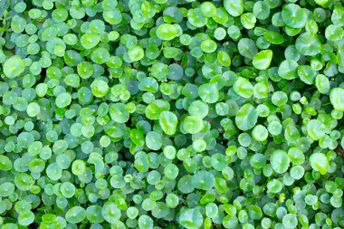Centella asiatica (gotu kola). Taze yeşil yapraklı bitki arka planı.