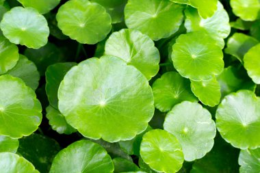 Centella asiatica (gotu kola). Taze yeşil yapraklı bitki arka planı.