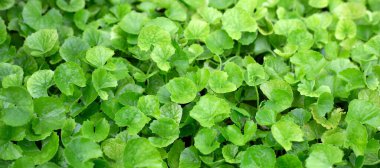 Bahçede yetişen Gotu Kola bitkisi