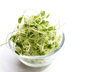 Beyaz arka plan ayçiçeği Filiz.