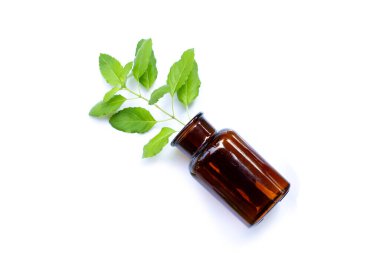 Kutsal fesleğen beyaz arka planda şişe yaprakları.