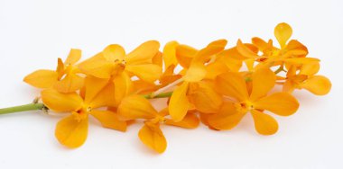 Beyaz arkaplanda sarı mokara orkidesi.