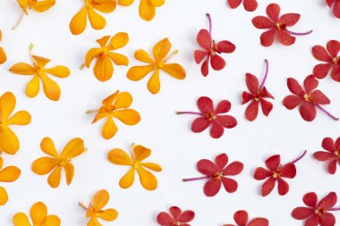 Beyaz arkaplanda güzel bir mokara orkidesi çiçeği.