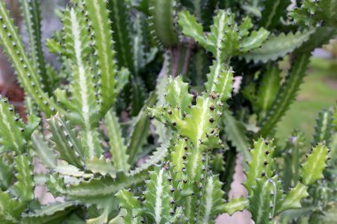 Bahçedeki Euphorbia lactea bitkisi