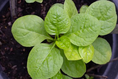 Seylan ıspanağı veya basella yakut linn